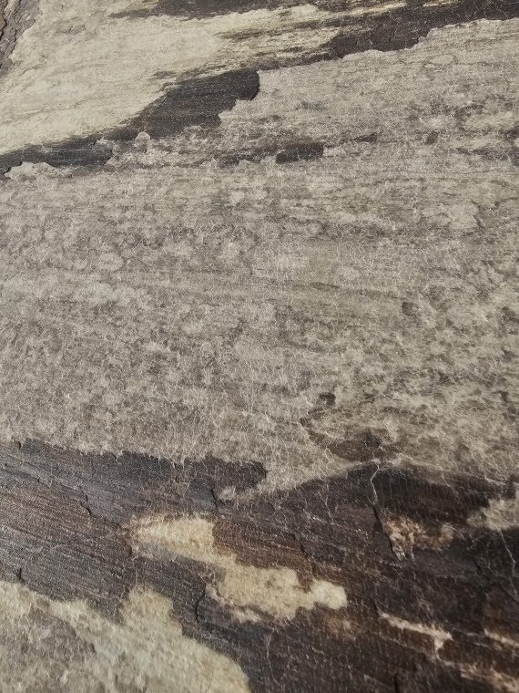 Obsidian Chocolate Limestone - Image 4